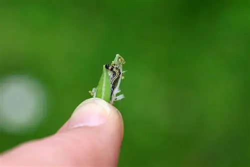 Buksmedžio gręžinio kiaušiniai