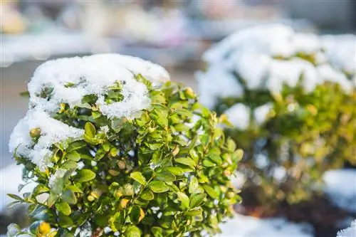 fros boxwood