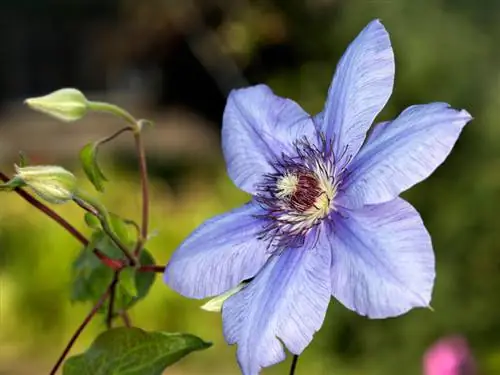 Clematis koji voli sunce: Otkrijte najljepše sorte