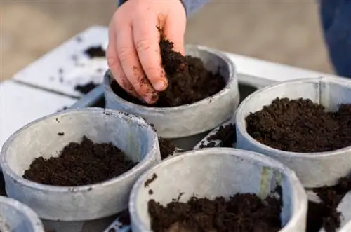 Susanne de olhos pretos: Semear e cultivar ficou mais fácil