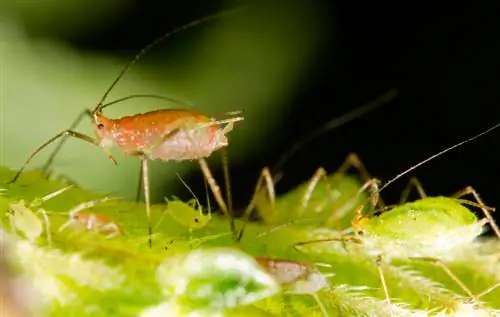 Susan-bladluizen met zwarte ogen