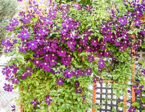 Clematis di atas teralis: tanaman hijau untuk fasad dan pagar