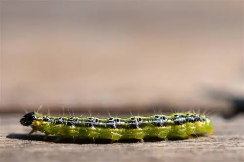 Le foreur du buis attaque d'autres plantes du jardin