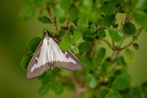 Boxwood zuensleri meeste-naiste erinevus