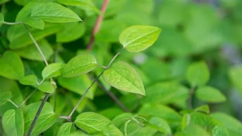 clematis cuttings