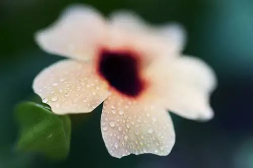 Menyiram Susans yang bermata hitam