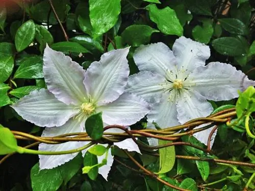 Transplanting clematis: How to make the change without stress