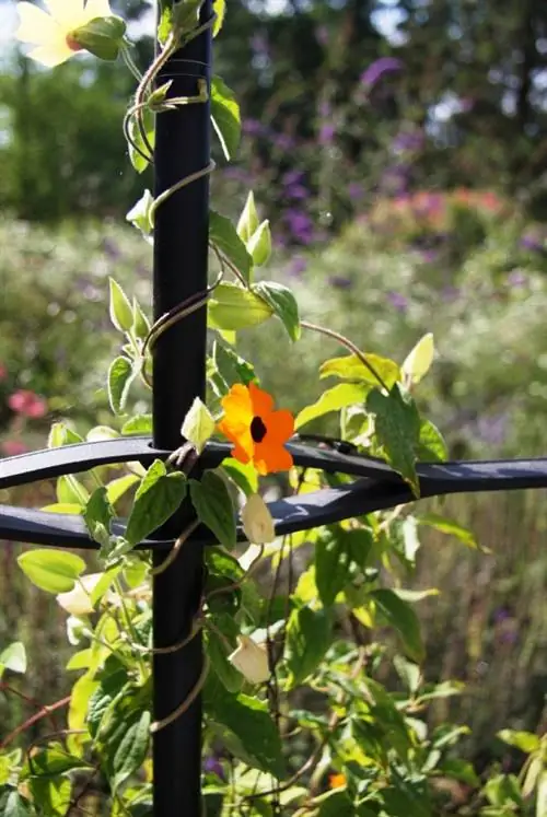 Black-eyed Susan Terrace