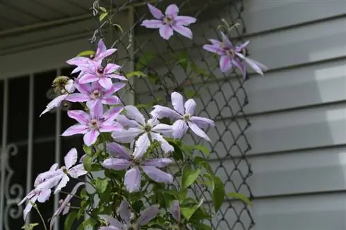 Repot clematis