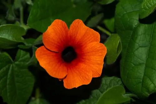 Black-eyed Susan edible