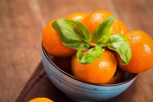 Basil as a home remedy for fruit flies