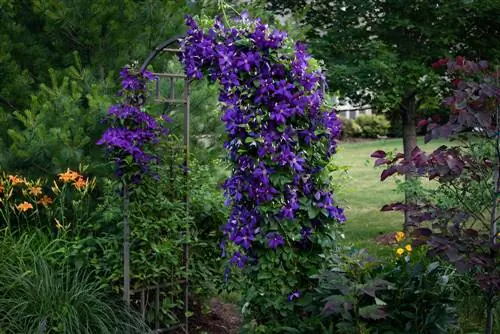 clematis onderplant