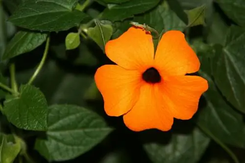 Susan met de zwarte ogen heeft nauwelijks bloemen