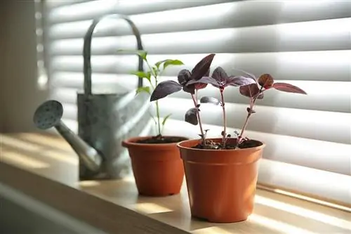 Red basil: This is how you can propagate the culinary herb