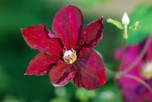 Winterharde clematis: Robuuste variëteite vir die tuin