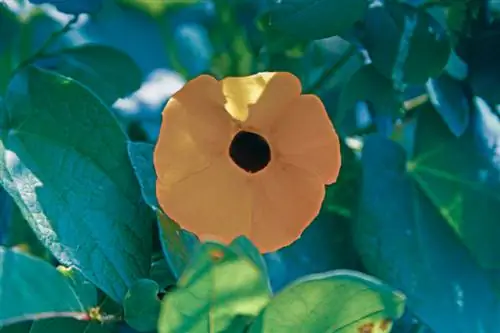 Black-eyed Susan spider mites