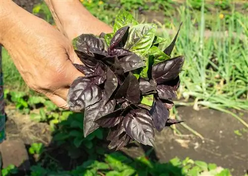 cutting red basil