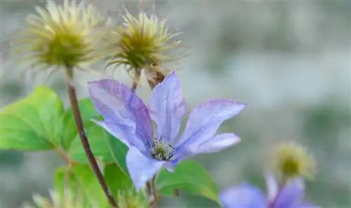 Clematis zhnedne: príčiny, kontrola a prevencia