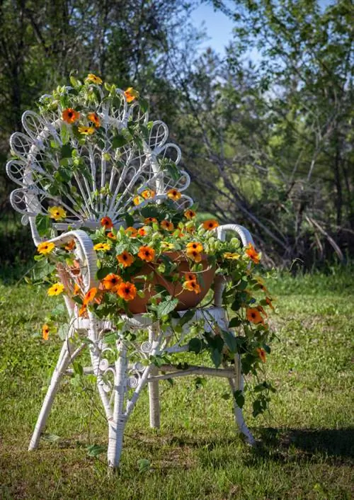 Black-eyed Susan climbing plant