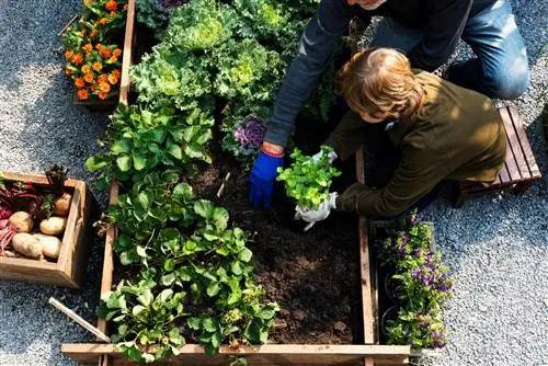 Plant basil and lettuce together