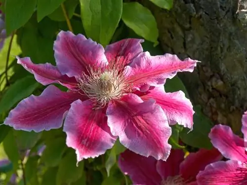 Clematis тамыры