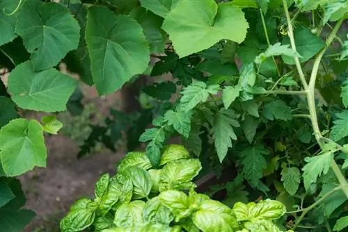 Cog cucumbers thiab basil ua ke