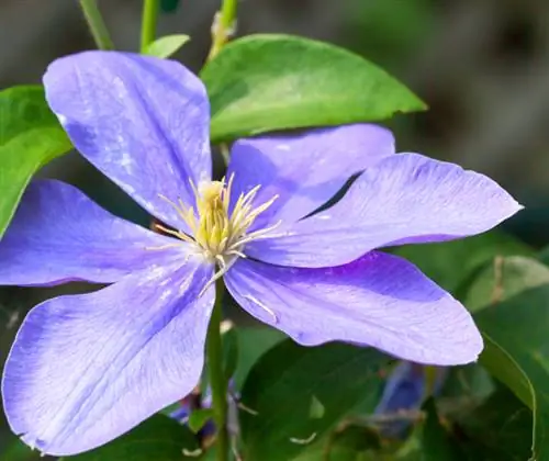 La Clematis no creix? Les causes més freqüents