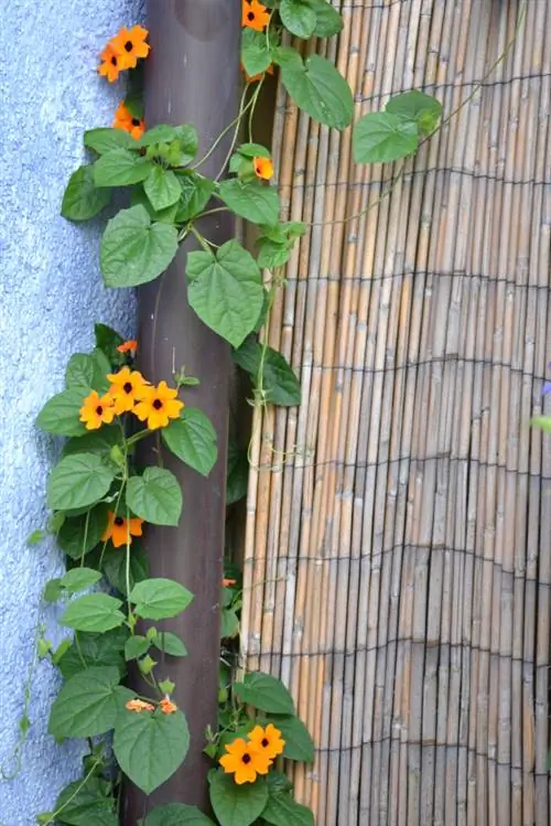 Black-eyed Susan pagpapalaganap