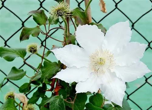 Plantando clematite em cima do muro: os melhores tipos e variedades