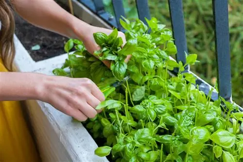 Harvest and care correctly: This is how basil comes back