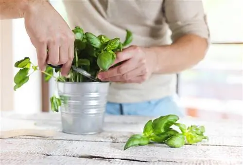 Basilicum groeit in een pot