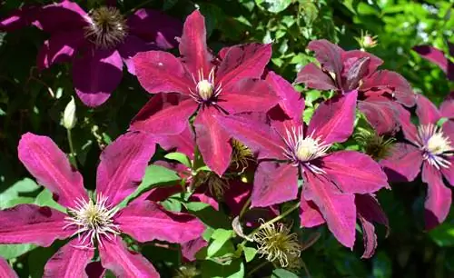 Kupogoa clematis au la - vidokezo vya kupogoa