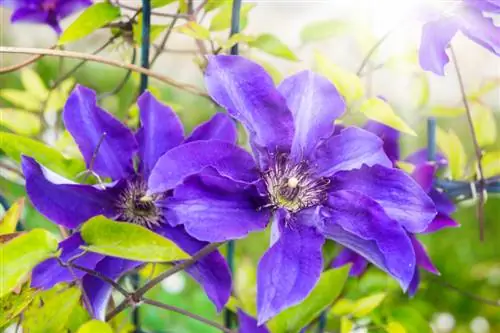 Clematis vädne