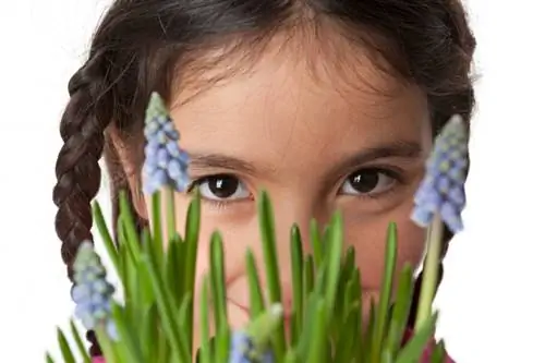 Grape hyacinth txaus ntshai