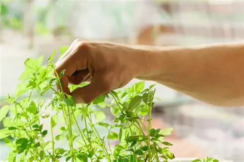 Basilicum groeit niet: redenen en tips