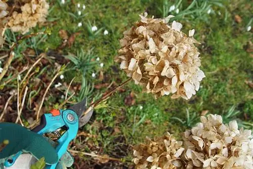 maaginen-hortensia-leikkaus