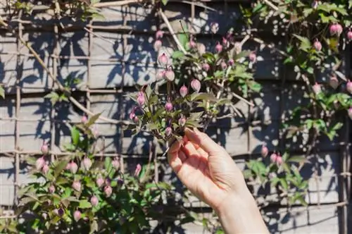 Clematis ant fasadų: patarimai dėl grotelių ir želdinių