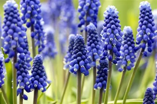 Grape hyacinth: profile, care & properties