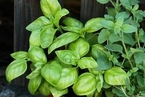 tofauti ya oregano-basil