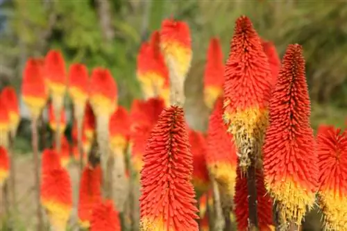 Verzorging van de fakkellelie: zo gedijt hij prachtig in uw tuin