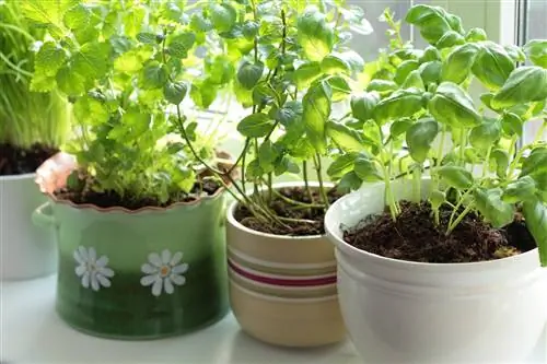 mint-and-basil-in-a-pot