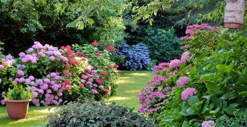 Pianta diverse ortensie insieme