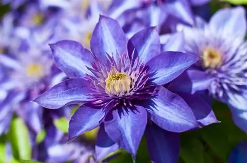 Clematis in profiel: Alles oor hierdie veelsydige plant