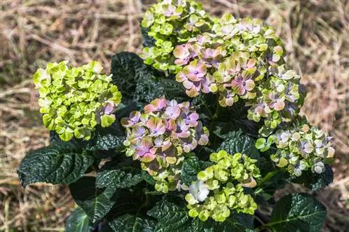 magische hortensia-zon