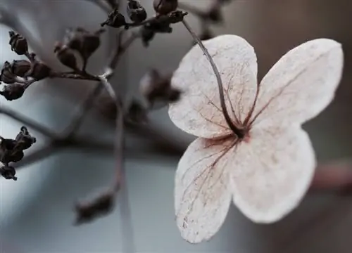 Semer des hortensias