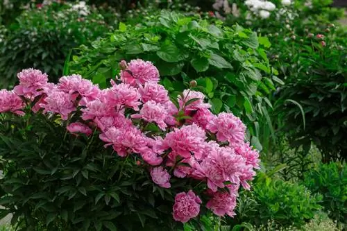 Plant peonies next to hydrangeas