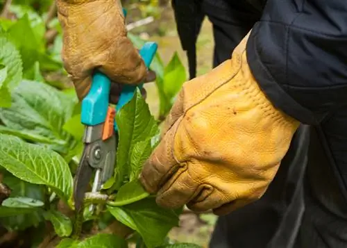 Cortar hortênsias no verão: quando e como fazer corretamente