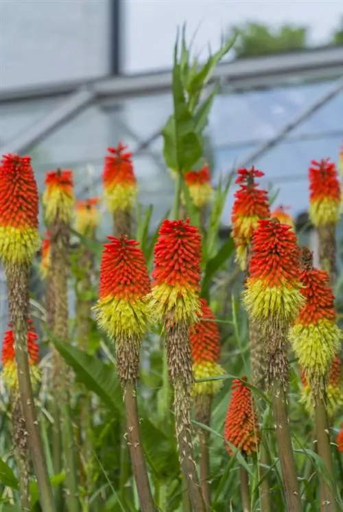 Torch lily does not bloom Torch lily does not bloom
