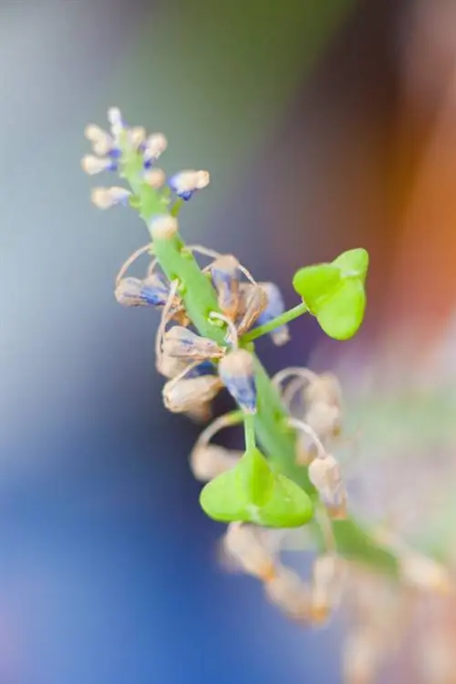 Semi di giacinto d'uva: quando raccogliere, seminare e germinare?