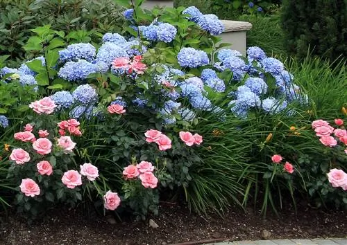 Do roses and hydrangeas go together?